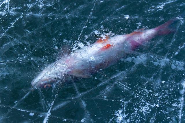 O gelo fica na superfície porque é menos denso e serve de isolante térmico para a água líquida abaixo.